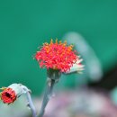 꽃새미마을(방동마을) 이미지