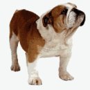 독(DOG)도 이미지