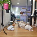 랙돌캐터리 알렉산더돌스 | [랙돌/랙돌분양]신비돌스 랙돌캐터리의 생식 먹방
