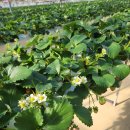 희준농장 이미지