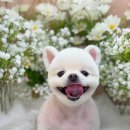 하이몽 애견미용실 이미지