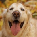 미소 동물병원 이미지