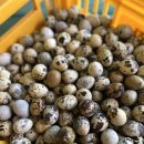 풍세메추리농장 이미지