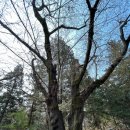 2025 해설이 있는 풍류음악회 | 서울 주말 가볼만한 곳 홍릉숲 숲해설 예약하기 봄꽃축제 일정