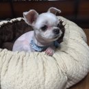 봉순이네 펫살롱 이미지