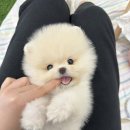 강아지분양 꽃강아지 중랑점 이미지