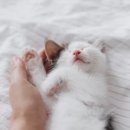 고양이호텔 묘랑묘랑 이미지