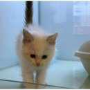 도그마루 강아지고양이 안산점 | 인천검단 도그마루에서 강아지·고양이 분양 경험 후기