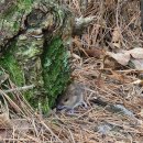 대구복명초등학교 | 대구 산 수성구 대덕산 등산코스 복명초 대덕산 정상 진밭골 둘레길 하산 원점회귀 등산