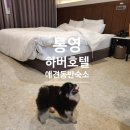 호텔 하버(하버호텔) | [통영] 동피랑 통영중앙시장 근처 숙소 추천 통영하버호텔 무료조식후기 (애견동반숙소)