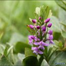 들꽃세상 이미지