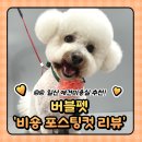 버블펫 | 일산 애견 미용실 추천 : 정발산 버블펫 비숑 미용 후기 (가격/주차)