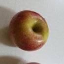 2018년 11월 10일(토) 부사 사과를 수확하며 늦가을을 보낸다. 이미지