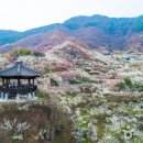 매화다리길 이미지