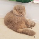 개똥이와냐옹이 이미지