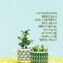 하니다방 Daum카페