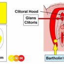 FEMALE SEXUAL ORGANS - 바톨린선 이미지