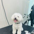 댕댕뷰티 이미지