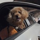 위케어동물의료센터 | 밤비 귓병으로 병원에 가다 (🐶위케어동물의료센터 : 말라세치아 진단/오토맥스 처방)‼️