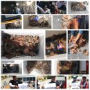 유촌2호 | 6월 13일 충무호 한나호 문어낚시대회 후기입니다