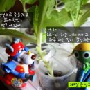 식탁위의텃밭 이미지