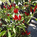 오남제일의원 이미지