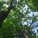 파주삼릉점 이미지