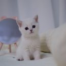 대구고양이분양 나비캣 이미지