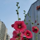 강남노래빠 이미지