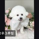 아토 강아지 미용실 | (평택, 강아지, 고양이, 애견미용, 추천!) 멜로우그루밍 멜로우그루밍, 맞춤 케어로 인기