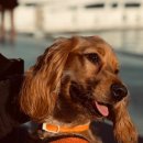 이비치 동물치과병원 이미지