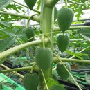 임마누엘농장 이미지