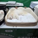 펫앤쇼핑 | 한 손 가득 쇼핑! 펫앤모어 송도 반려동물 박람회 다녀왔어요🐾