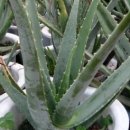 알로에베라 (Aloe Vera)의 약용(藥用) 이미지