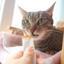 홍이삼이네 이미지