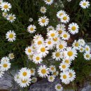 화양읍사무소 이미지