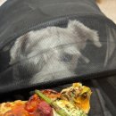 빌리브피자 이미지