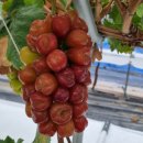 마이하트 이미지