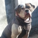 아델리오 이미지