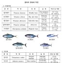 노인과바다참치 이미지
