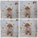 몽이 애견샵 | 방학 애견미용 추천 두부네 귀여운 푸들 몽이 곰돌이컷 후기