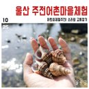 울산어린이체험, 주전어촌마을에서 소라와 고동잡기