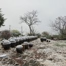 봄꽃에서첫눈까지 이미지