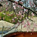 고향의 봄 이미지