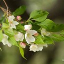 사과꽃 향기는 바람 이미지