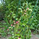 도로시민박 이미지