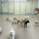 댕구르강아지유치원 이미지