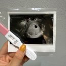 연세엘의원 | 임신 4~8주차 기록👶🏻 임신초기 증상, 임신확인서, 송파구보건소 임산부 등록, 송파고은빛산부인과, 산후...