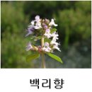 백리향 네이버블로그