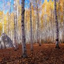 원대리 자작나무숲 이미지